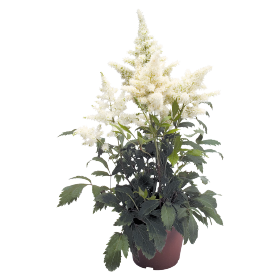   Astary® White