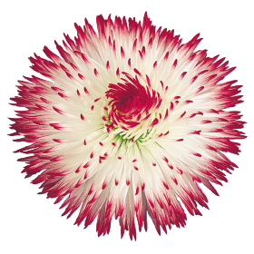   Habanera® White Red Tips