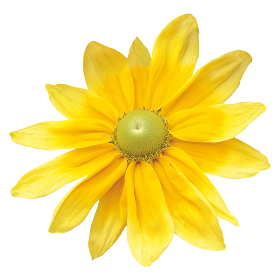 Rudbeckia hirta Prairie Sun 