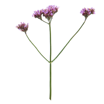 
                        Verbena
             
                        bonariensis
             
                        Vanity
            