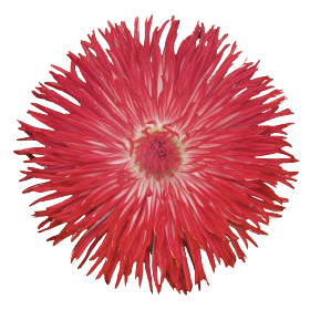   Habanera® Red