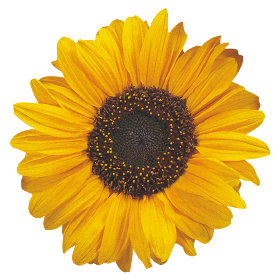 Helianthus annuus Soraya 
