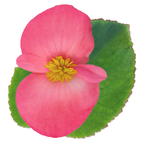   BIG Deep Pink Green Leaf