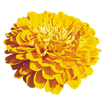 
                        Zinnia
             
                        elegans
             
                        Benary's Giant
             
                        Golden Yellow
            