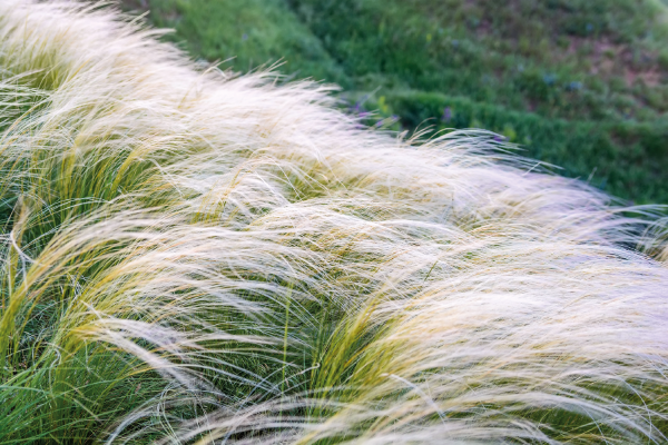 
                        Nassella
             
                        tenuissima
             
                        Pony Tails
            