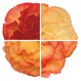 Begonia tuberhybrida F₁ Nonstop® Deep Rose | Benary