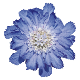   Fama® Deep Blue