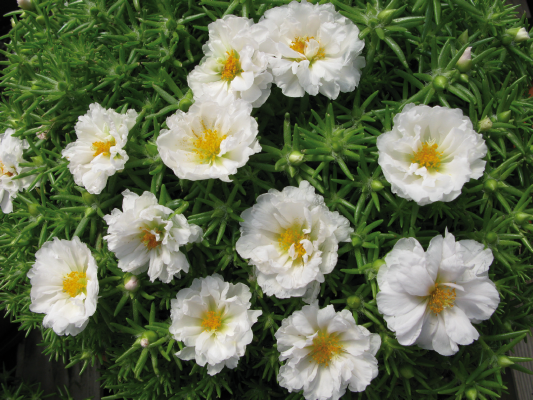 Portulaca Grandiflora F Stopwatch White Benary