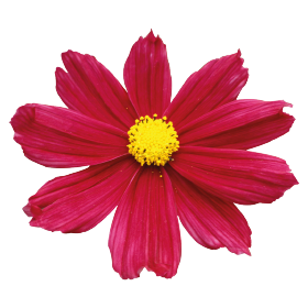 Cosmos bipinnatus Casanova Red