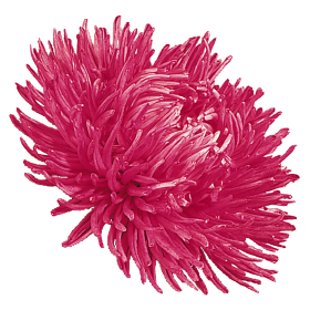 Gala Carmine Rose