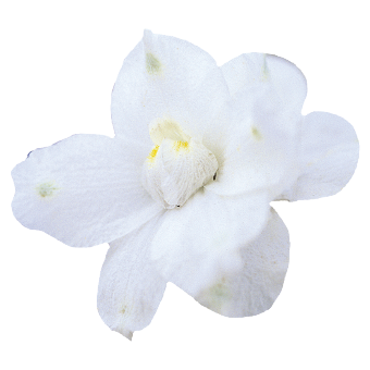 Delphinium
             
                        grandiflorum
             
                        Summer
             
                        Stars