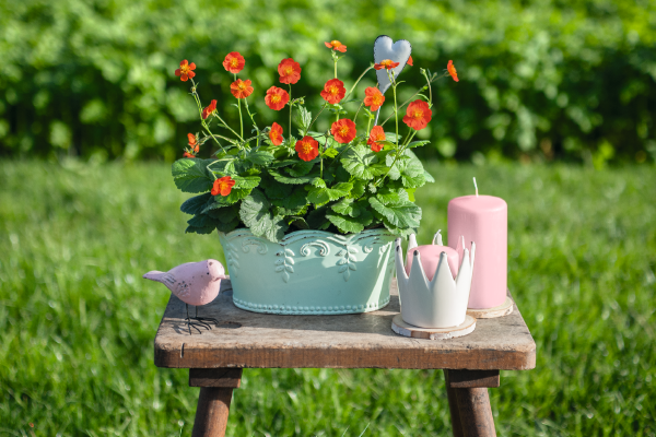 Geum
coccineum
Koi