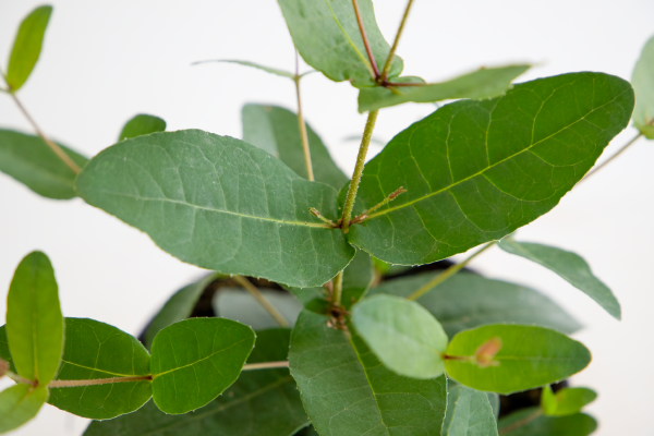 
                        Eucalyptus
             
                        preissiana
             
                        Albany
            