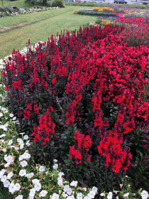 Lobelia speciosa F₁ Fan®