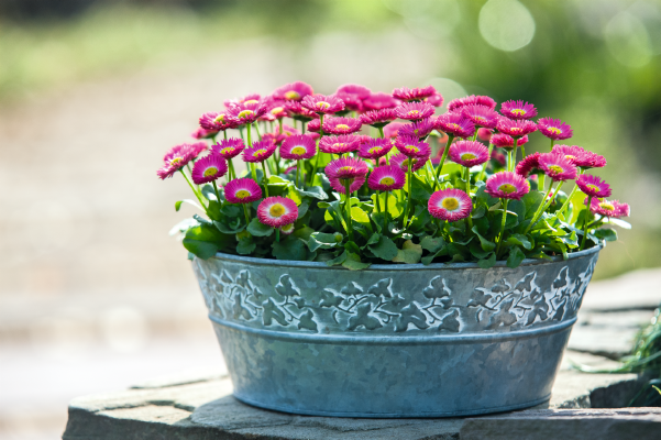 
                        Bellis
             
                        perennis
             
                        Speedstar® Plus
             
                        Rose
            