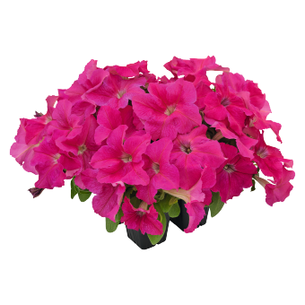 Petunia
x hybrida grandiflora F₁
SUCCESS! HD
Pink