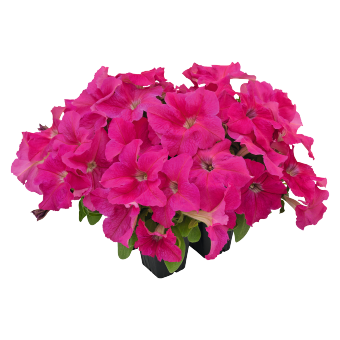 
                        Petunia
             
                        x hybrida F₁
             
                        SUCCESS!® HD
             
                        Pink
            