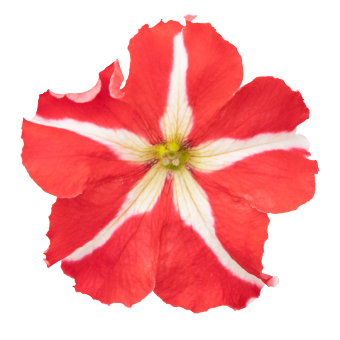 
                        Petunia
             
                        x hybrida F₁
             
                        SUCCESS!® 360°
             
                        Red Star
            