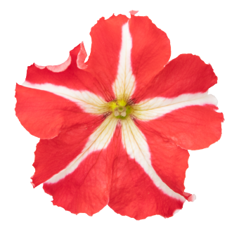 
                        Petunia
             
                        x hybrida F₁
             
                        SUCCESS! 360°
             
                        Red Star
            