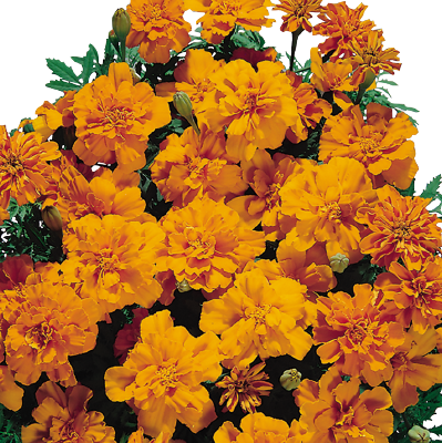 Tagetes
             
                        patula
             
                        Safari
             
                        Tangerine