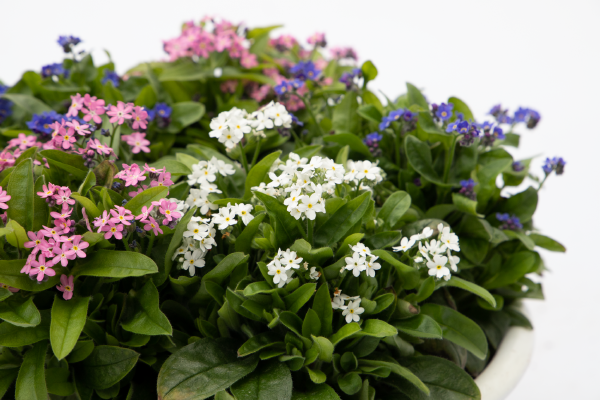 
                        Myosotis
             
                        sylvatica
             
                        Bellamy
             
                        Mix
            