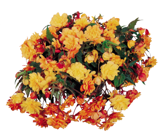 
                        Begonia
             
                        tuberhybrida F₁
             
                        Illumination®
             
                        Apricot Shades
            