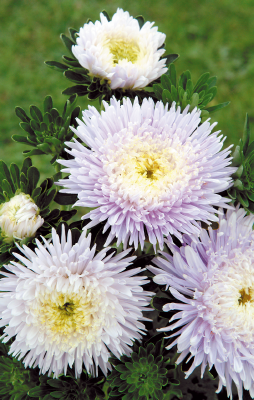 
                        Callistephus
             
                        chinensis
             
                        Matador®
             
                        Soft Blue
            