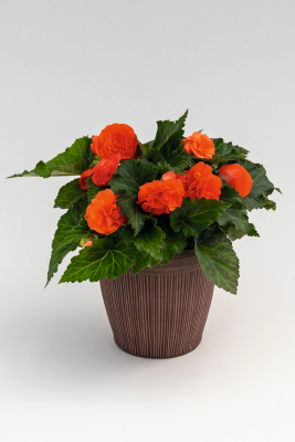 
                        Begonia
             
                        tuberhybrida F₁
             
                        Nonstop®
             
                        Salmon
            