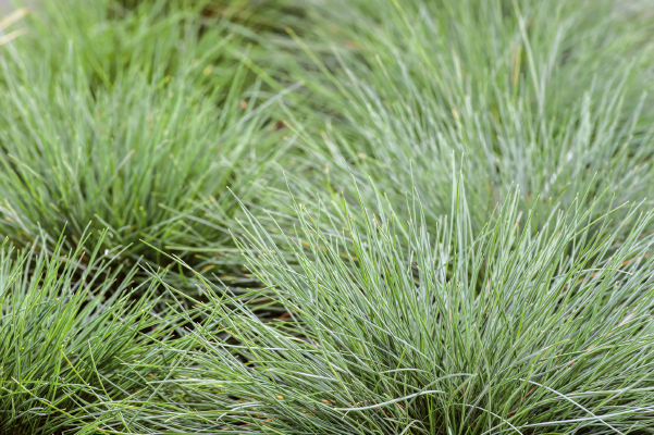 
                        Festuca
             
                        glauca
             
                        Freddy
            