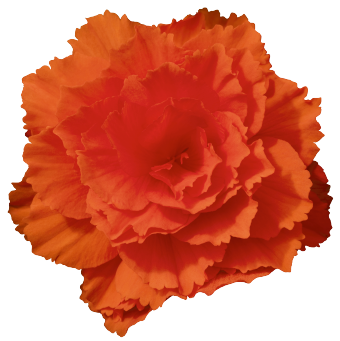 
                        Begonia
             
                        tuberhybrida F₁
             
                        Nonstop® Joy
             
                        Orange
            