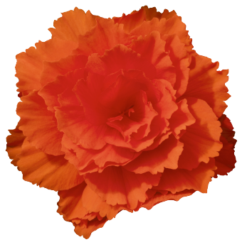 Begonia
tuberhybrida F₁
Nonstop® Joy
Orange
