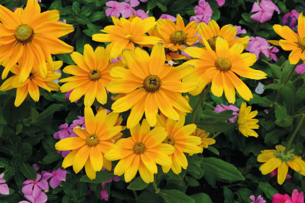 
                        Rudbeckia
             
                        hirta
             
                        Prairie Sun
            