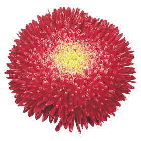   Benary's Princess Bright Red