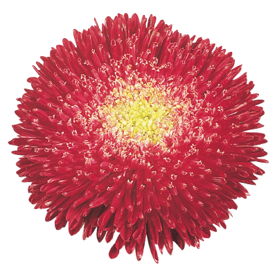 Callistephus
             
                        chinensis
             
                        Benary's Princess
             
                        Bright Red