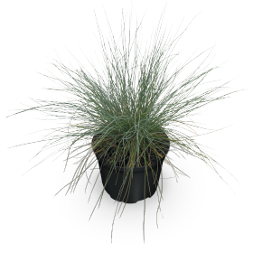 Festuca glauca Freddy | Benary