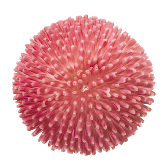 Bellis
perennis
Tasso®
Pink