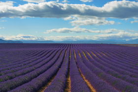 Lavandula angustifolia Hidcote