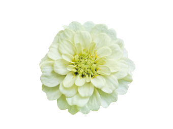 Zinnia
             
                        elegans
             
                        Zinnita
             
                        White