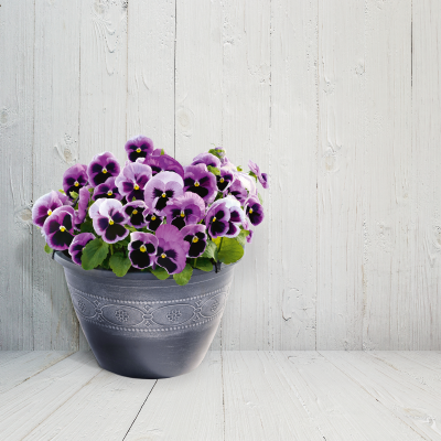 
                        Viola
             
                        wittrockiana F₁
             
                        Inspire® DeluXXe®
             
                        Pink Surprise Blotch
            