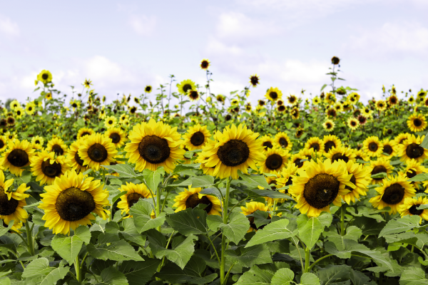 
                        Helianthus
             
                        annuus
             
                        Cutting Gold
            