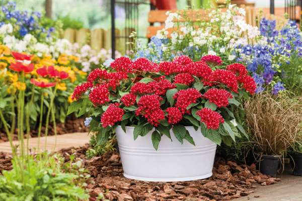 Pentas lanceolata F₁ Graffiti® Red Velvet | Benary