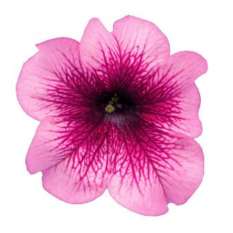 
                        Petunia
             
                        x hybrida F₁
             
                        SUCCESS!® 360°
             
                        Burgundy Vein
            