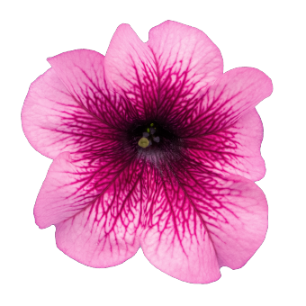 
                        Petunia
             
                        x hybrida F₁
             
                        SUCCESS! 360°
             
                        Burgundy Vein
            
