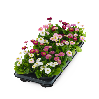 
                        Bellis
             
                        perennis
             
                        BellaDaisy
             
                        Mix
            