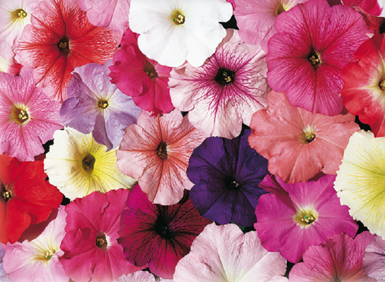 
                        Petunia
             
                        x hybrida multiflora F₁
             
                        Celebrity
             
                        Regular Mix
            