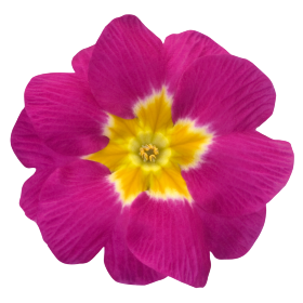 Piano Rose