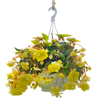
                        Begonia
             
                        tuberhybrida F₁
             
                        Illumination®
             
                        Lemon
            