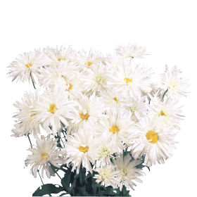 Leucanthemum x superbum Crazy Daisy 