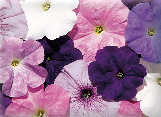 Petunia
x hybrida multiflora F₁
Celebrity
Niagara Mix