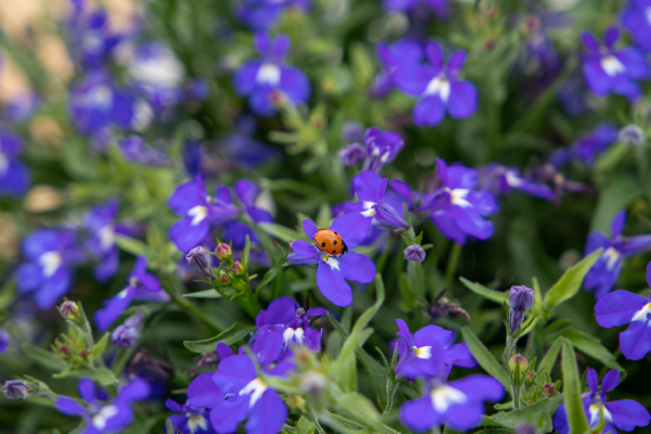 
                        Lobelia
             
                        erinus F₁
             
                        Masterpiece
             
                        Blue with Eye
            